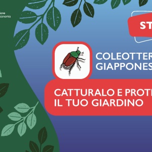 COLEOTTERO GIAPPONESE – Catturalo e proteggi il tuo orto / giardino