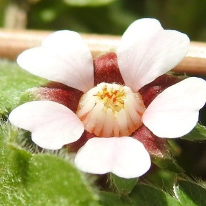 Escursione botanica fra le vie di Castel San Pietro